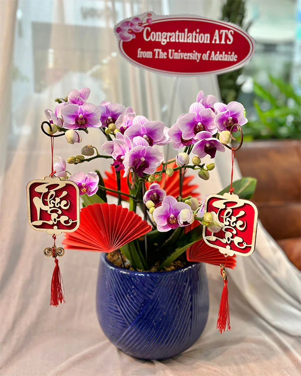 Hoa Lan Hồ Điệp - HNA.HLHD2