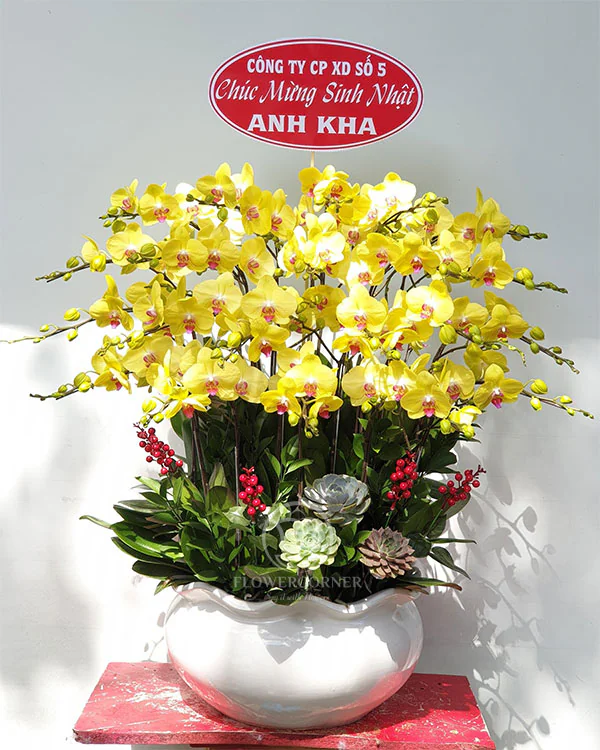 Hoa Lan Hồ Điệp - HNA.HLHD13