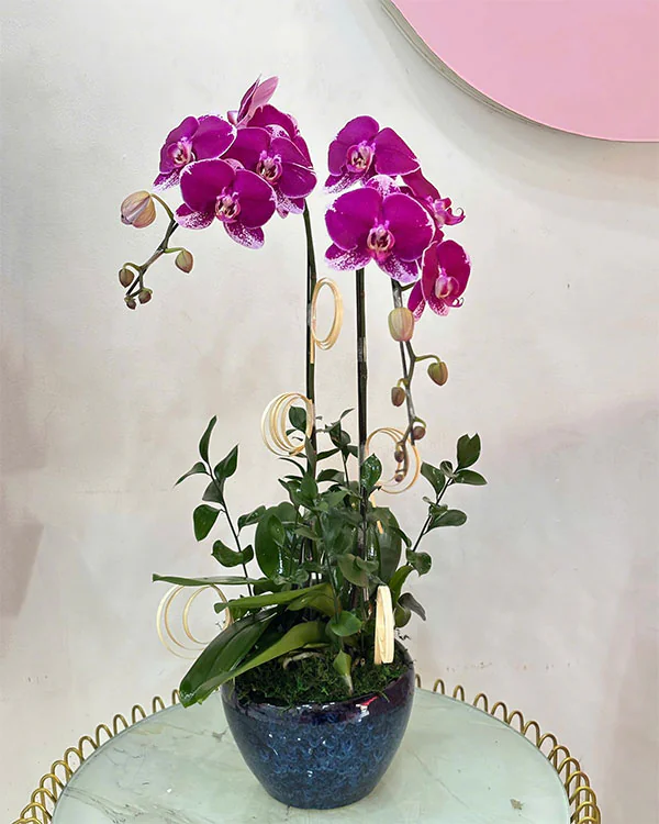 Hoa Lan Hồ Điệp - HNA.HLHD16