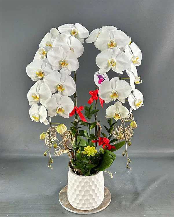 Hoa Lan Hồ Điệp - HNA.HLHD17