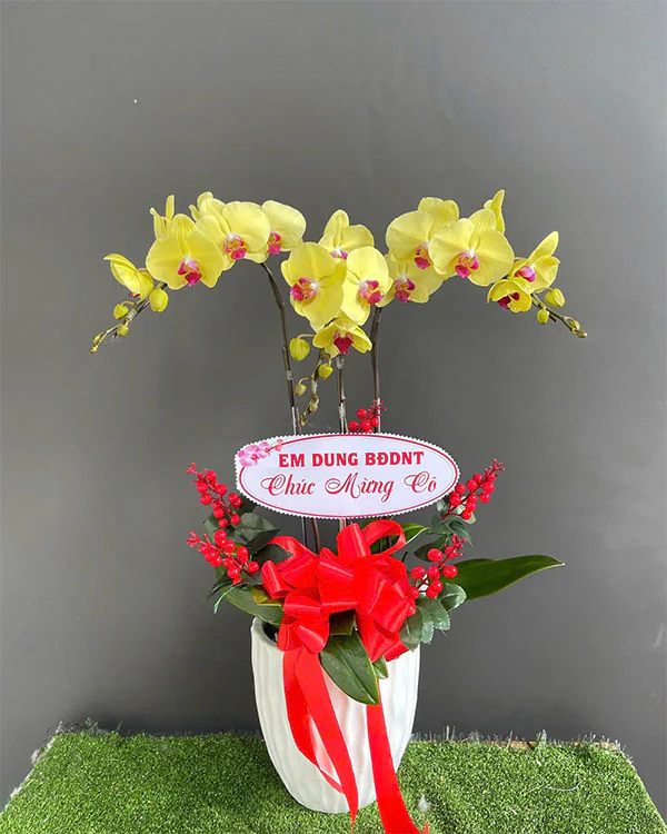Hoa Lan Hồ Điệp - HNA.HLHD18