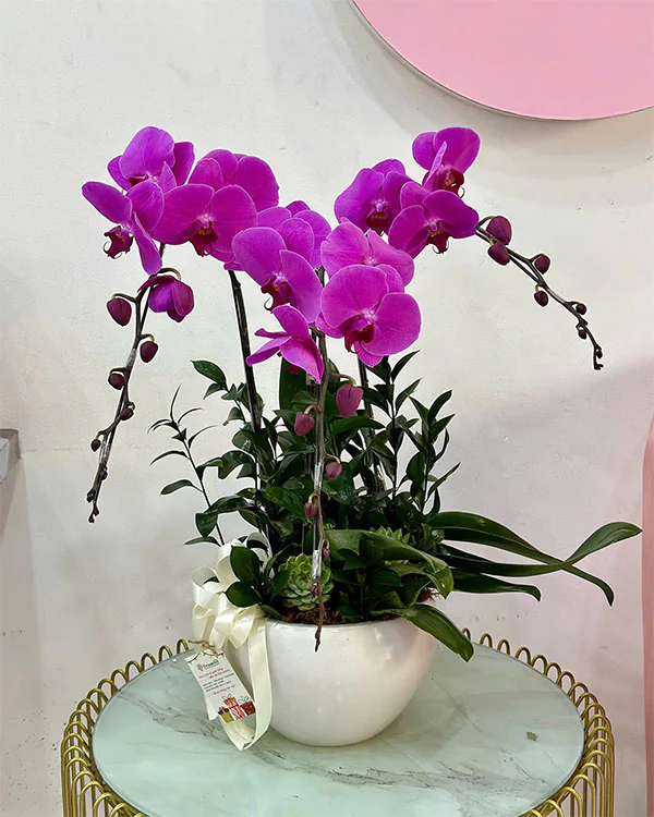 Hoa Lan Hồ Điệp - HNA.HLHD21