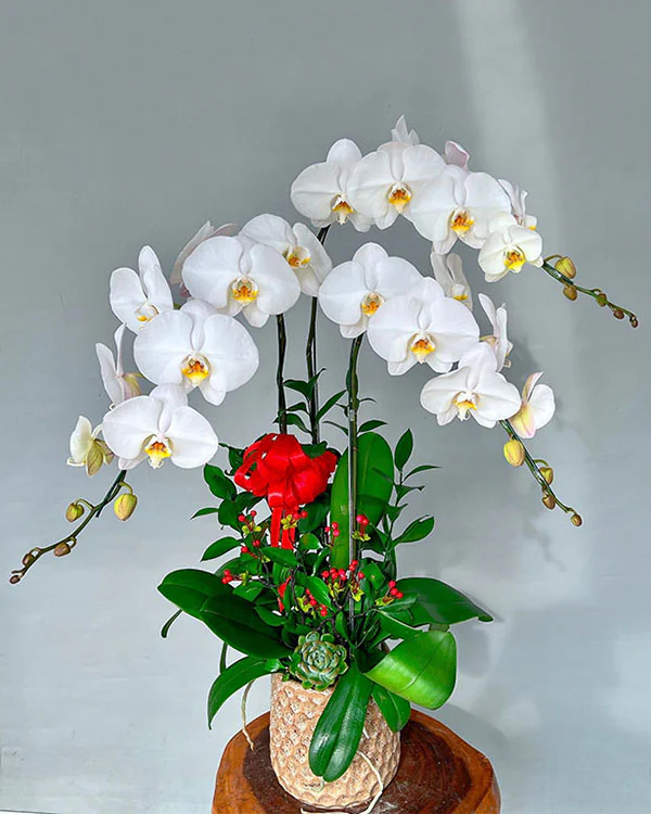 Hoa Lan Hồ Điệp - HNA.HLHD20