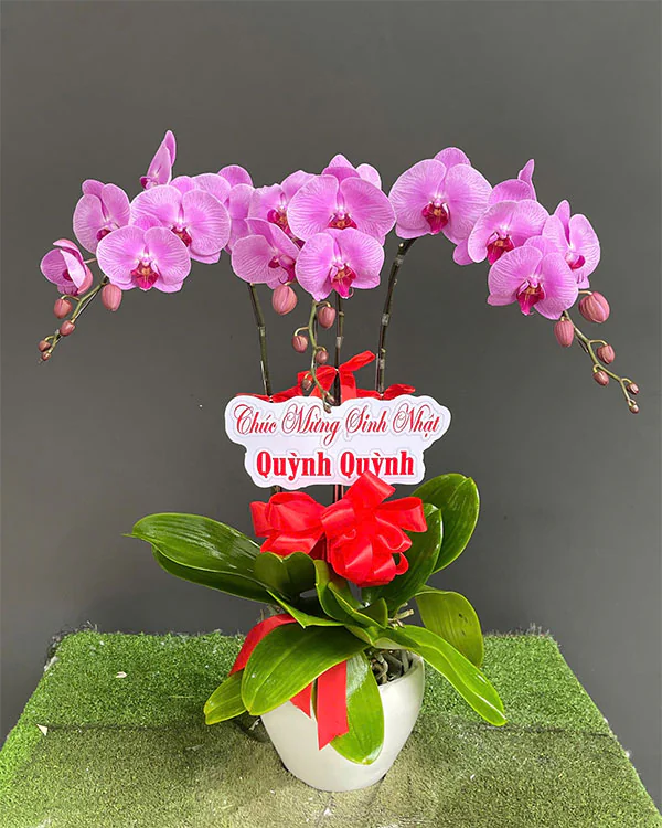 Hoa Lan Hồ Điệp - HNA.HLHD23