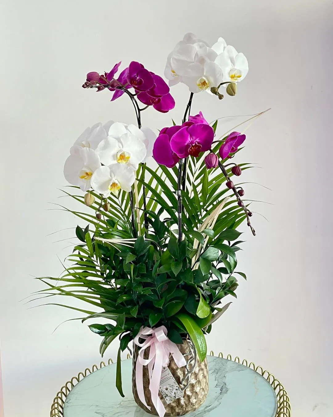 Hoa Lan Hồ Điệp - HNA.HLHD24