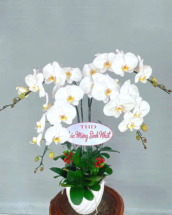 Hoa Lan Hồ Điệp - HNA.HLHD25