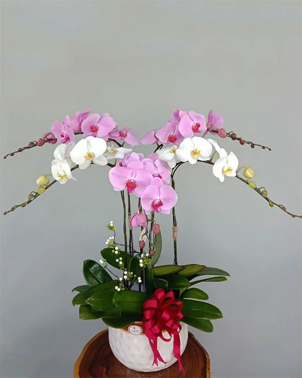 Hoa Lan Hồ Điệp - HNA.HLHD26