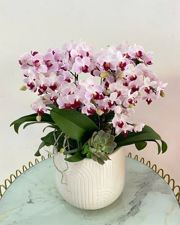 Hoa Lan Hồ Điệp - HNA.HLHD28