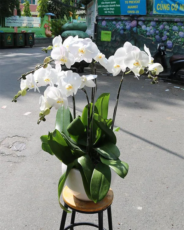 Hoa Lan Hồ Điệp - HNA.HLHD29