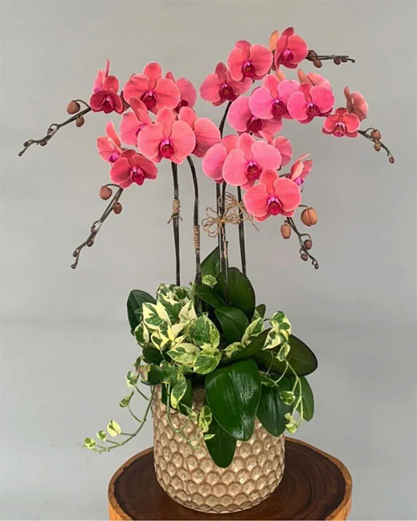 Hoa Lan Hồ Điệp - HNA.HLHD35