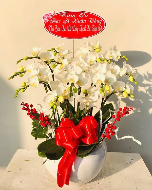 Hoa Lan Hồ Điệp - HNA.HLHD38