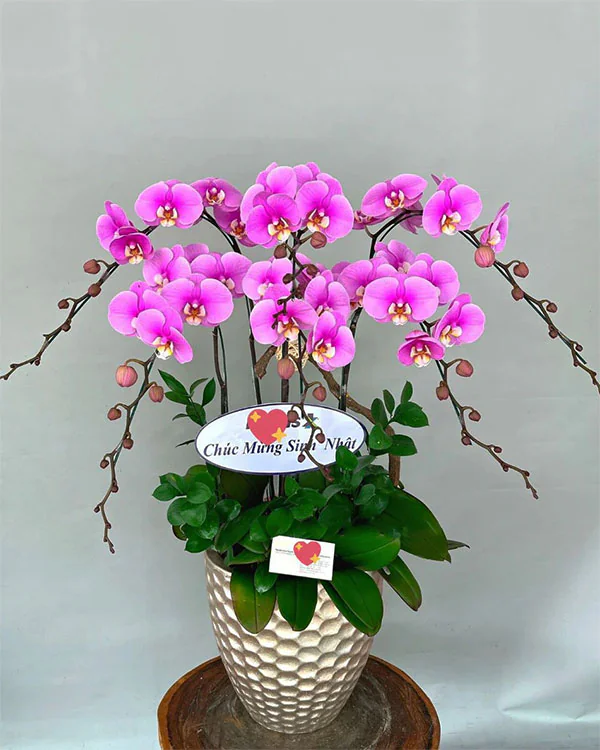 Hoa Lan Hồ Điệp - HNA.HLHD39