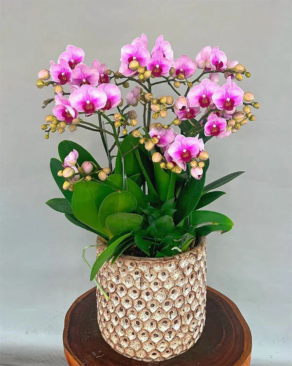 Hoa Lan Hồ Điệp - HNA.HLHD40