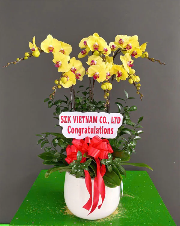 Hoa Lan Hồ Điệp - HNA.HLHD41