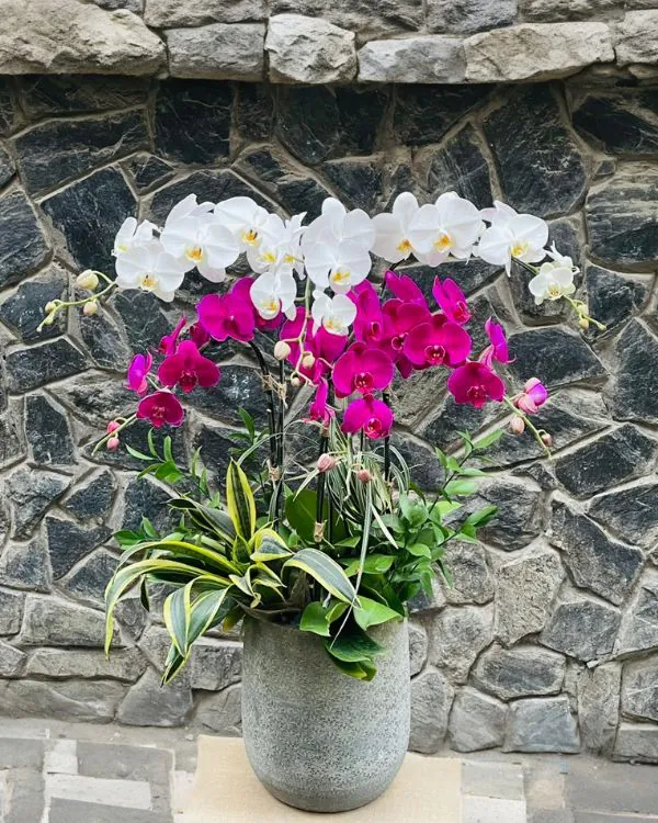 Hoa Lan Hồ Điệp - HNA.HLHD44