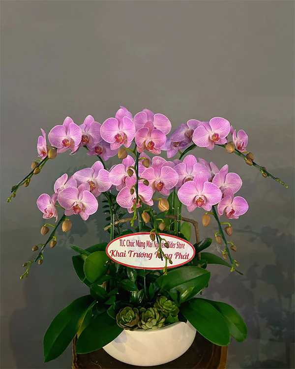 Hoa Lan Hồ Điệp - HNA.HLHD46