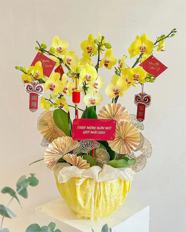 Hoa Lan Hồ Điệp - HNA.HLHD47