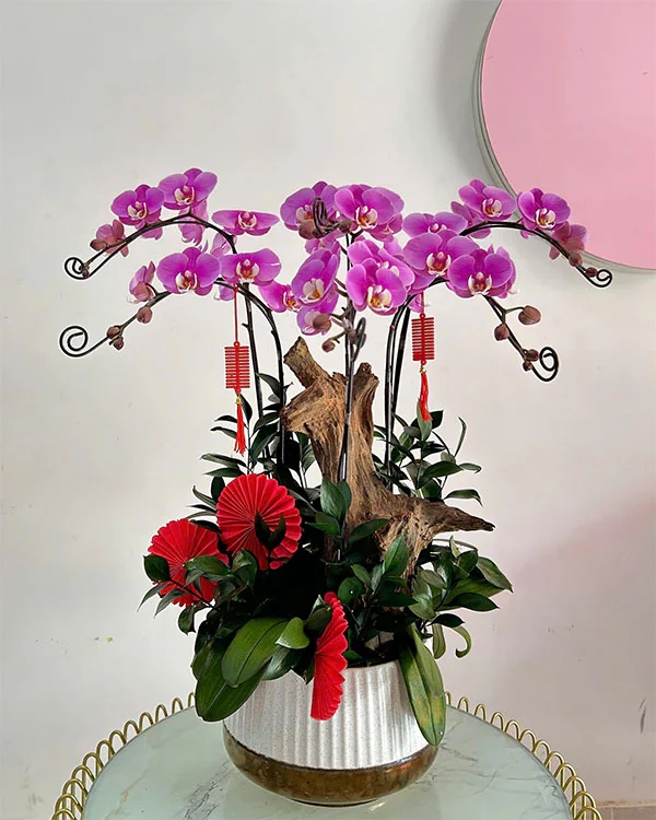 Hoa Lan Hồ Điệp - HNA.HLHD48