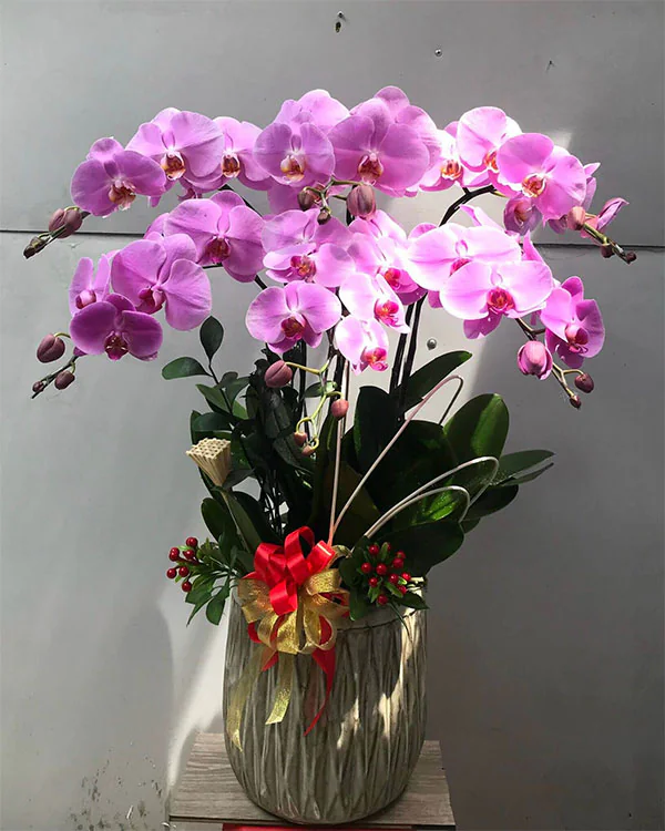 Hoa Lan Hồ Điệp - HNA.HLHD49