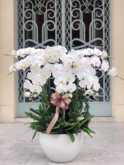 Hoa Lan Hồ Điệp - HNA.HLHD50