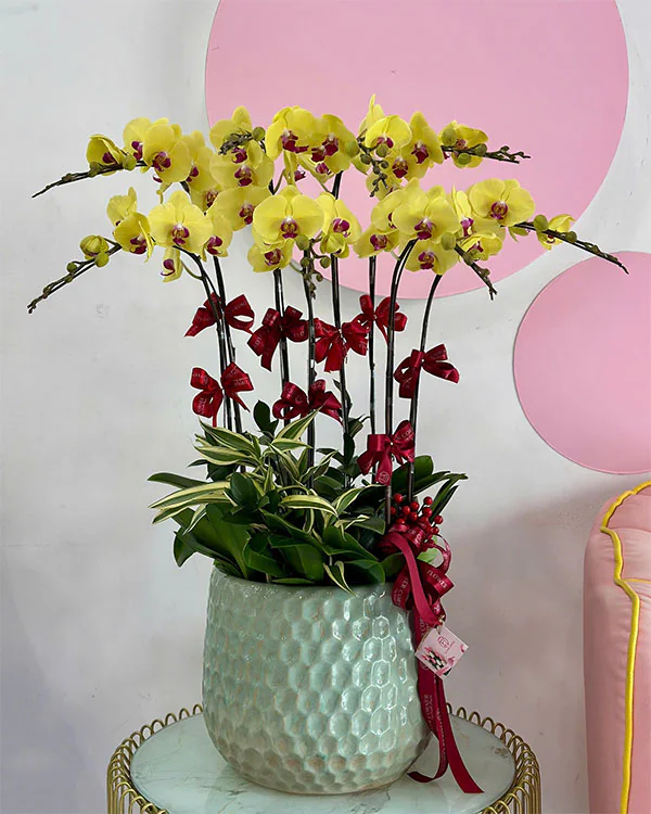 Hoa Lan Hồ Điệp - HNA.HLHD59