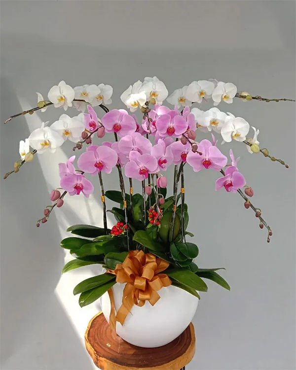 Hoa Lan Hồ Điệp - HNA.HLHD60