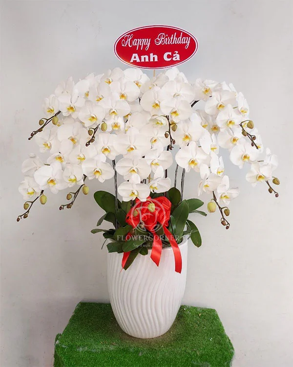 Hoa Lan Hồ Điệp - HNA.HLHD63