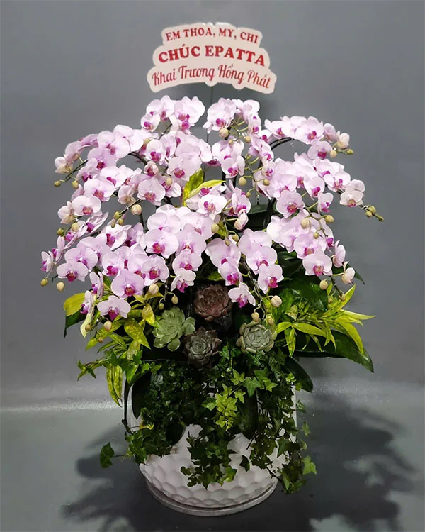 Hoa Lan Hồ Điệp - HNA.HLHD64