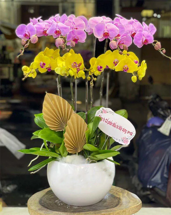 Hoa Lan Hồ Điệp - HNA.HLHD70