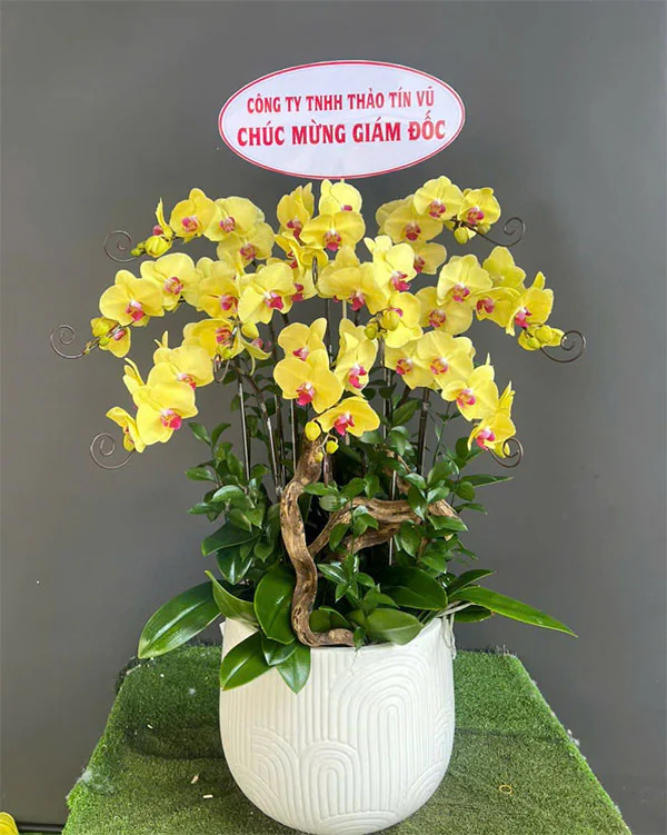 Hoa Lan Hồ Điệp - HNA.HLHD71