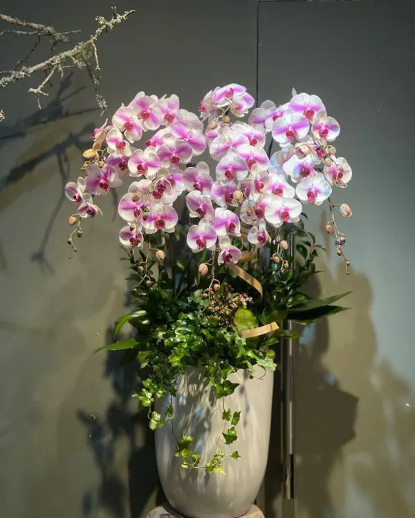 Hoa Lan Hồ Điệp - HNA.HLHD72