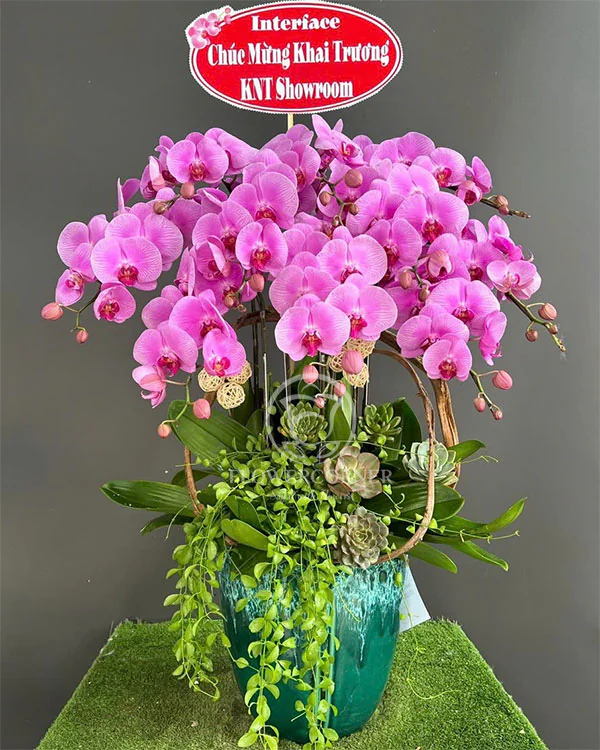 Hoa Lan Hồ Điệp - HNA.HLHD73