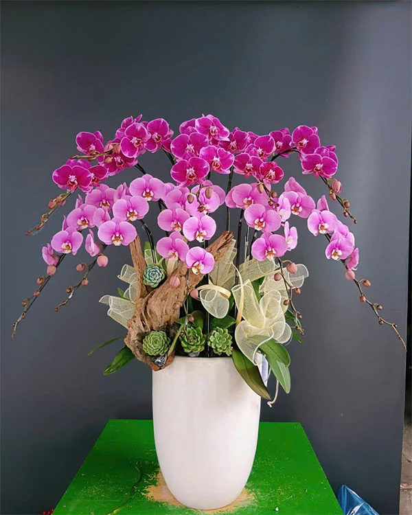 Hoa Lan Hồ Điệp - HNA.HLHD74