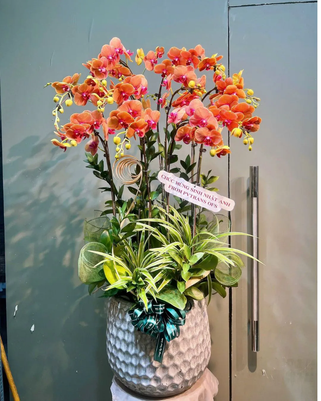 Hoa Lan Hồ Điệp - HNA.HLHD75