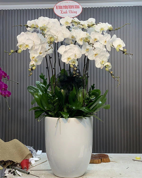 Hoa Lan Hồ Điệp - HNA.HLHD78