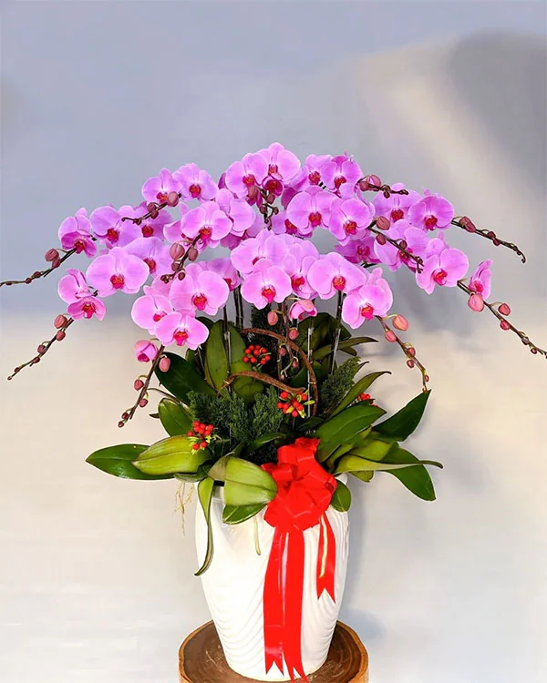 Hoa Lan Hồ Điệp - HNA.HLHD80