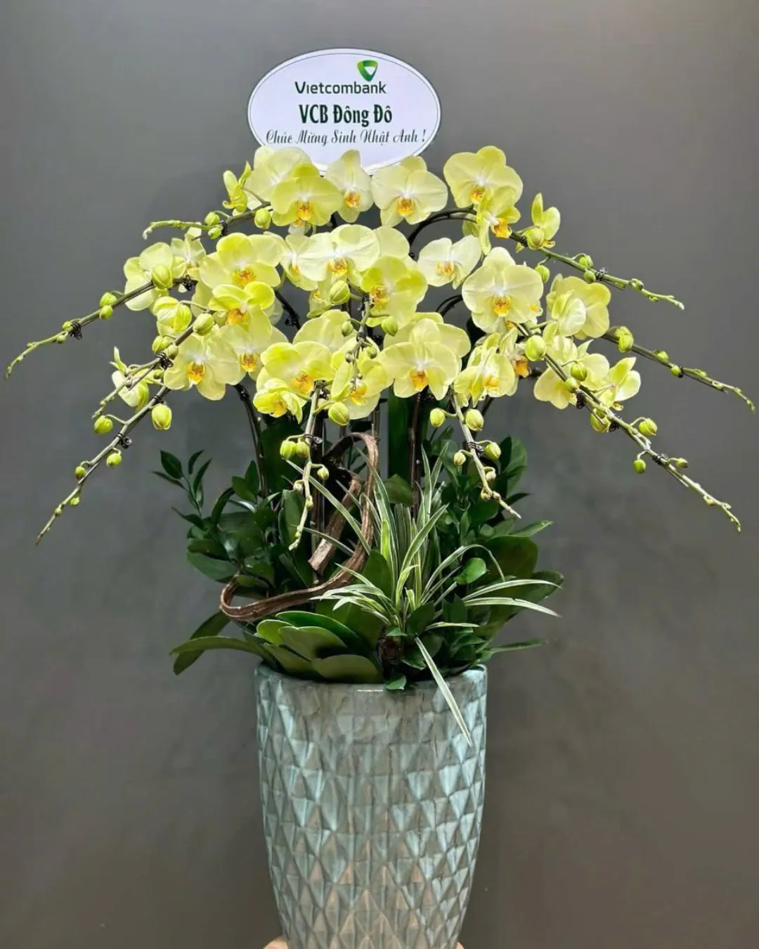 Hoa Lan Hồ Điệp - HNA.HLHD81