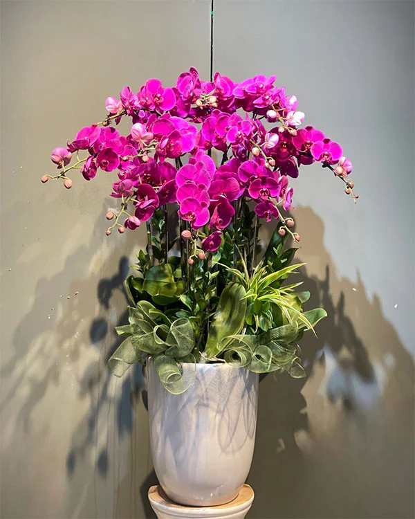 Hoa Lan Hồ Điệp - HNA.HLHD84