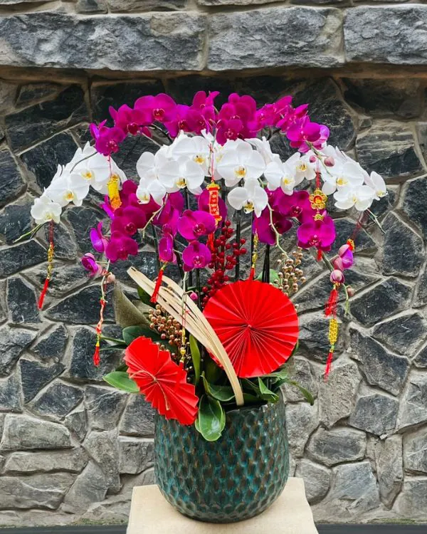 Hoa Lan Hồ Điệp - HNA.HLHD85