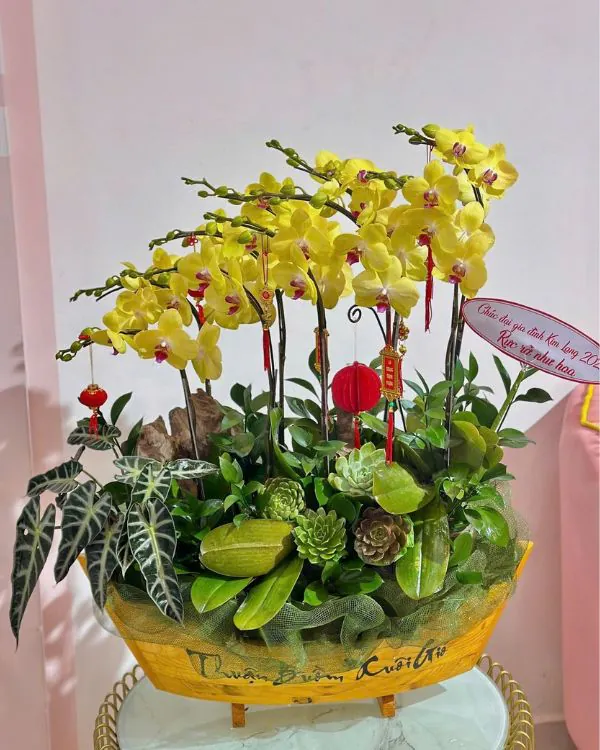 Hoa Lan Hồ Điệp - HNA.HLHD86