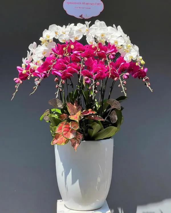 Hoa Lan Hồ Điệp - HNA.HLHD89