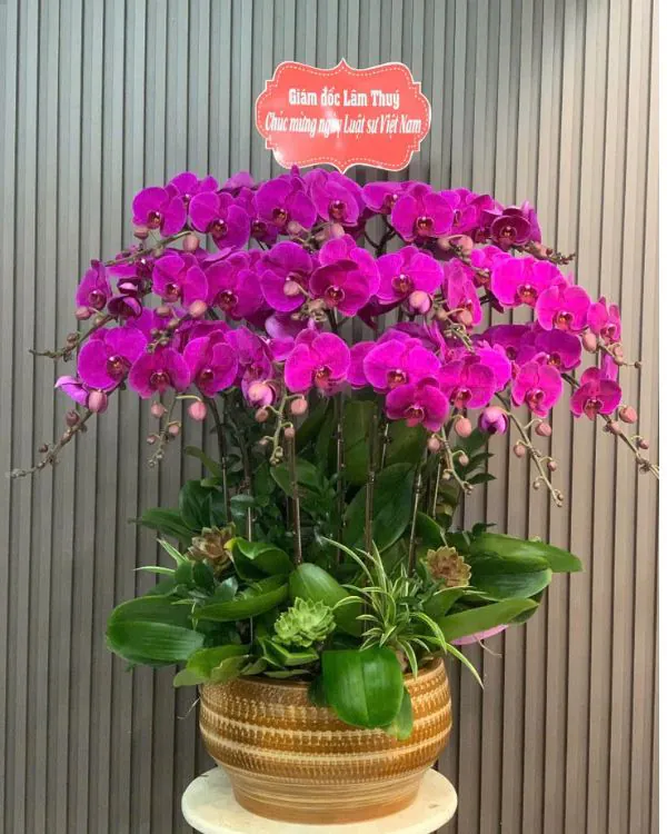 Hoa Lan Hồ Điệp - HNA.HLHD90