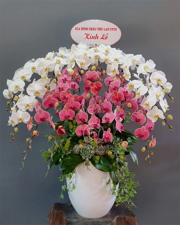 Hoa Lan Hồ Điệp - HNA.HLHD91