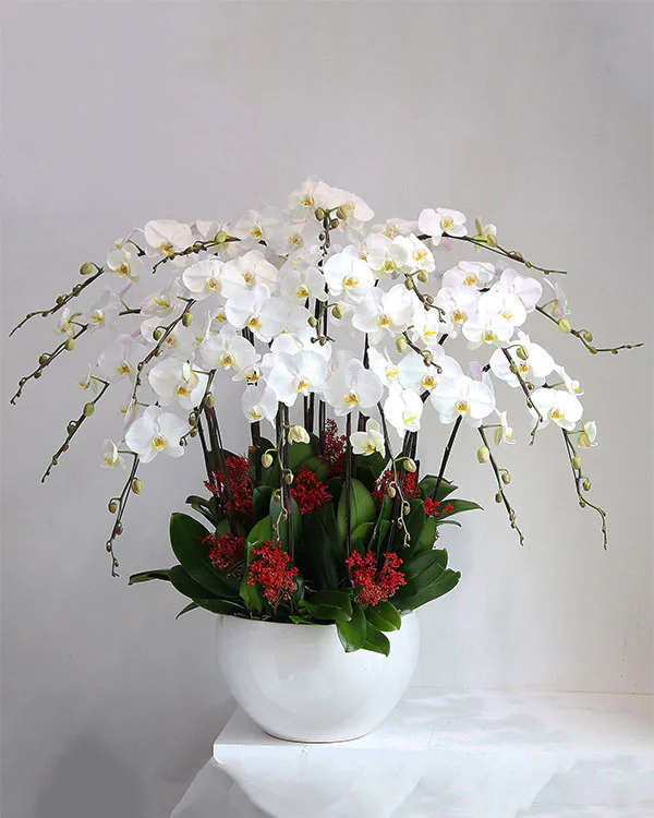 Hoa Lan Hồ Điệp - HNA.HLHD92