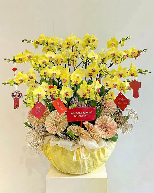 Hoa Lan Hồ Điệp - HNA.HLHD95