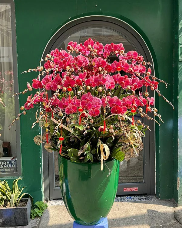 Hoa Lan Hồ Điệp - HNA.HLHD98