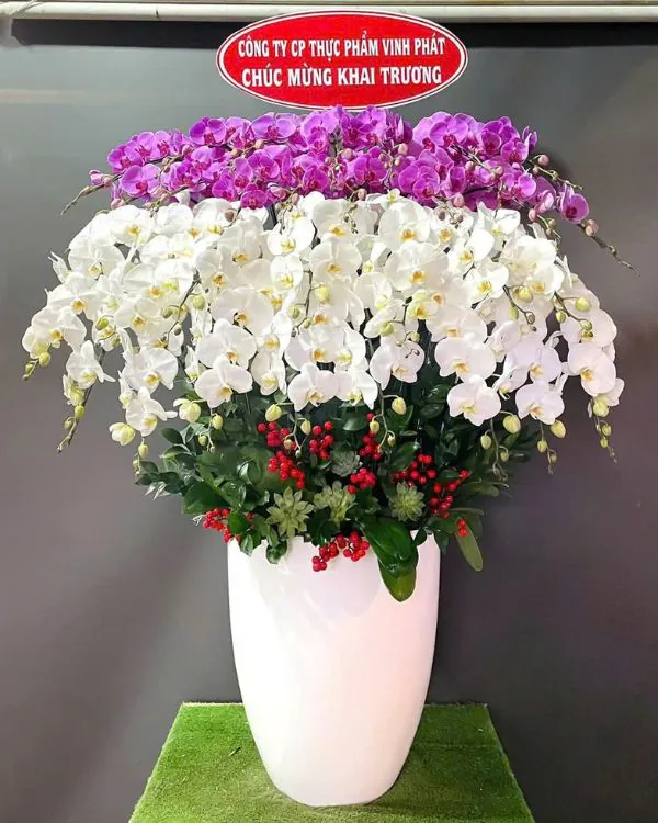 Hoa Lan Hồ Điệp - HNA.HLHD99